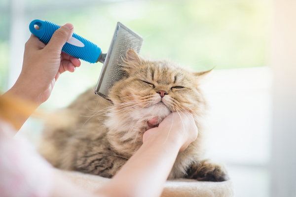 come pulire il gatto
