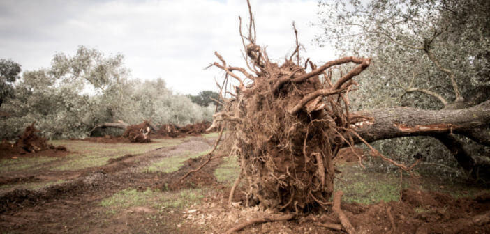 xylella-ulivi-puglia