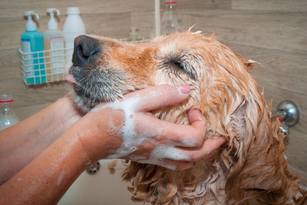 benefici toelettatura cane