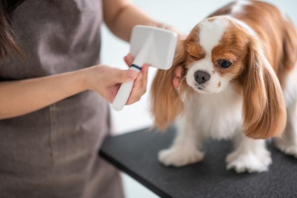 come spazzolare il cane