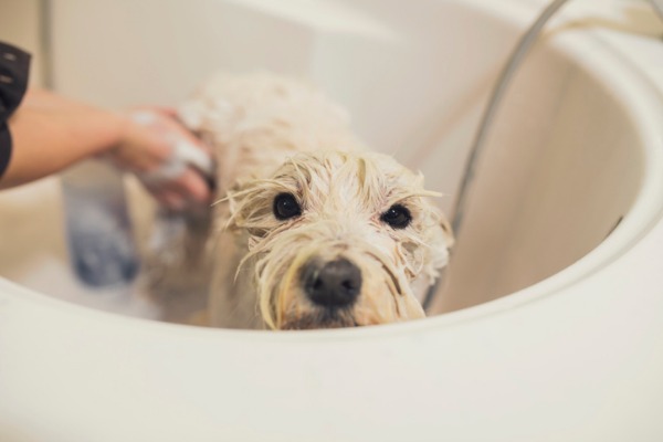 fare il bagno al cane
