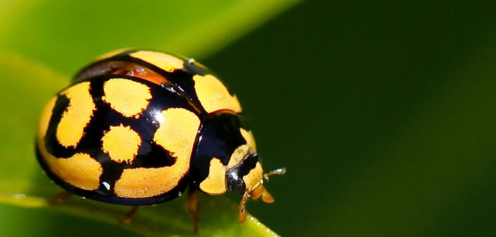 coccinella gialla coccinella gialla