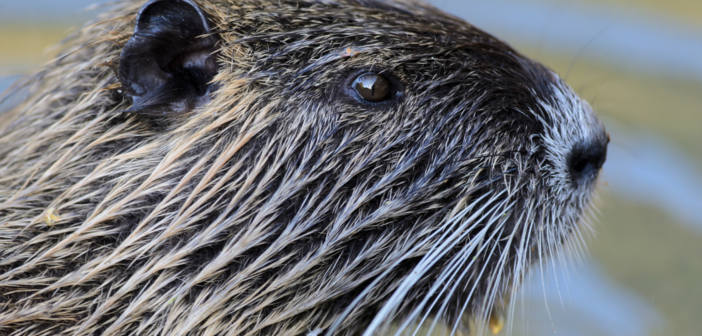Nutria foto nutria-foto-2