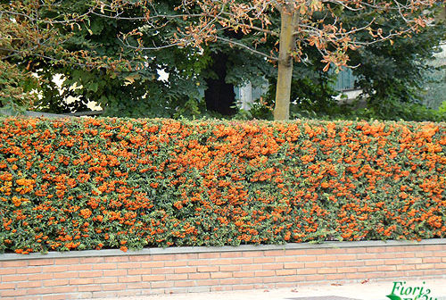 piante da siepe Piracanta piante da siepe Piracanta