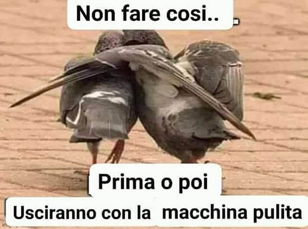 meme-fase2-uccellini