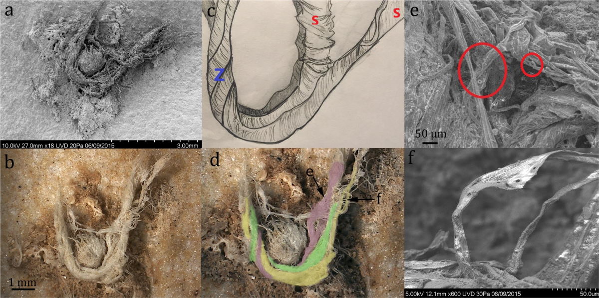 uomo di neanderthal fibre naturali
