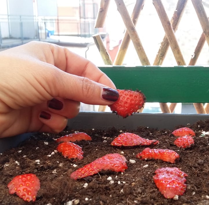 Coltivare le fragole dal frutto