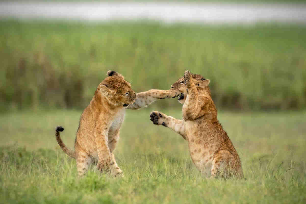 leoni tanzania