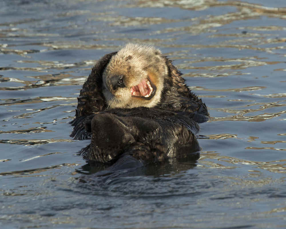 lontra comedy