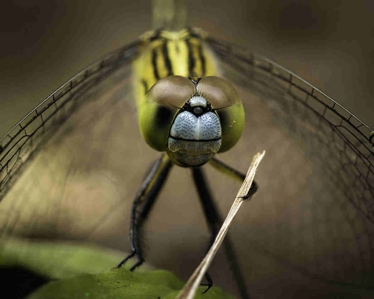 mosca comedy