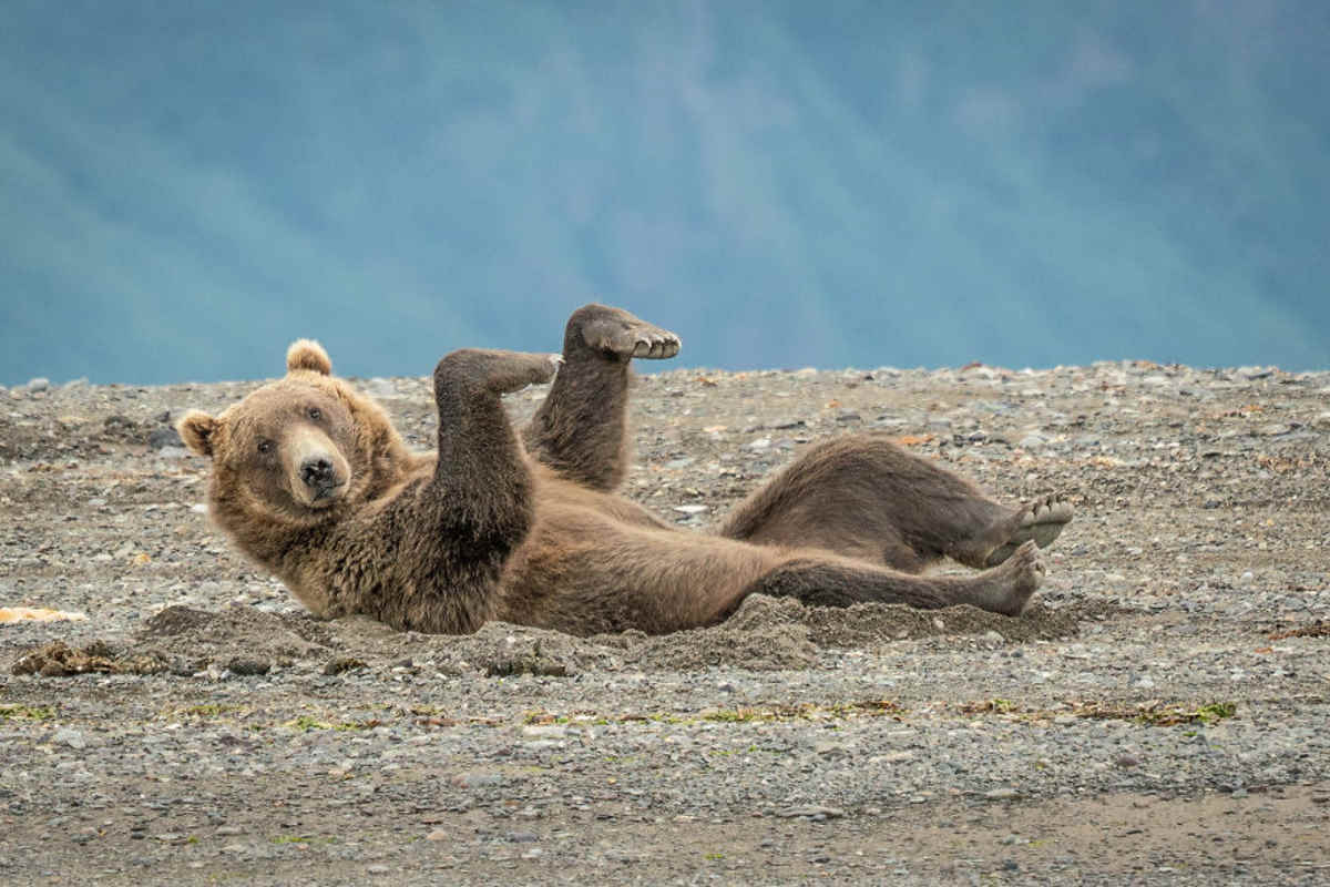 orso comedy