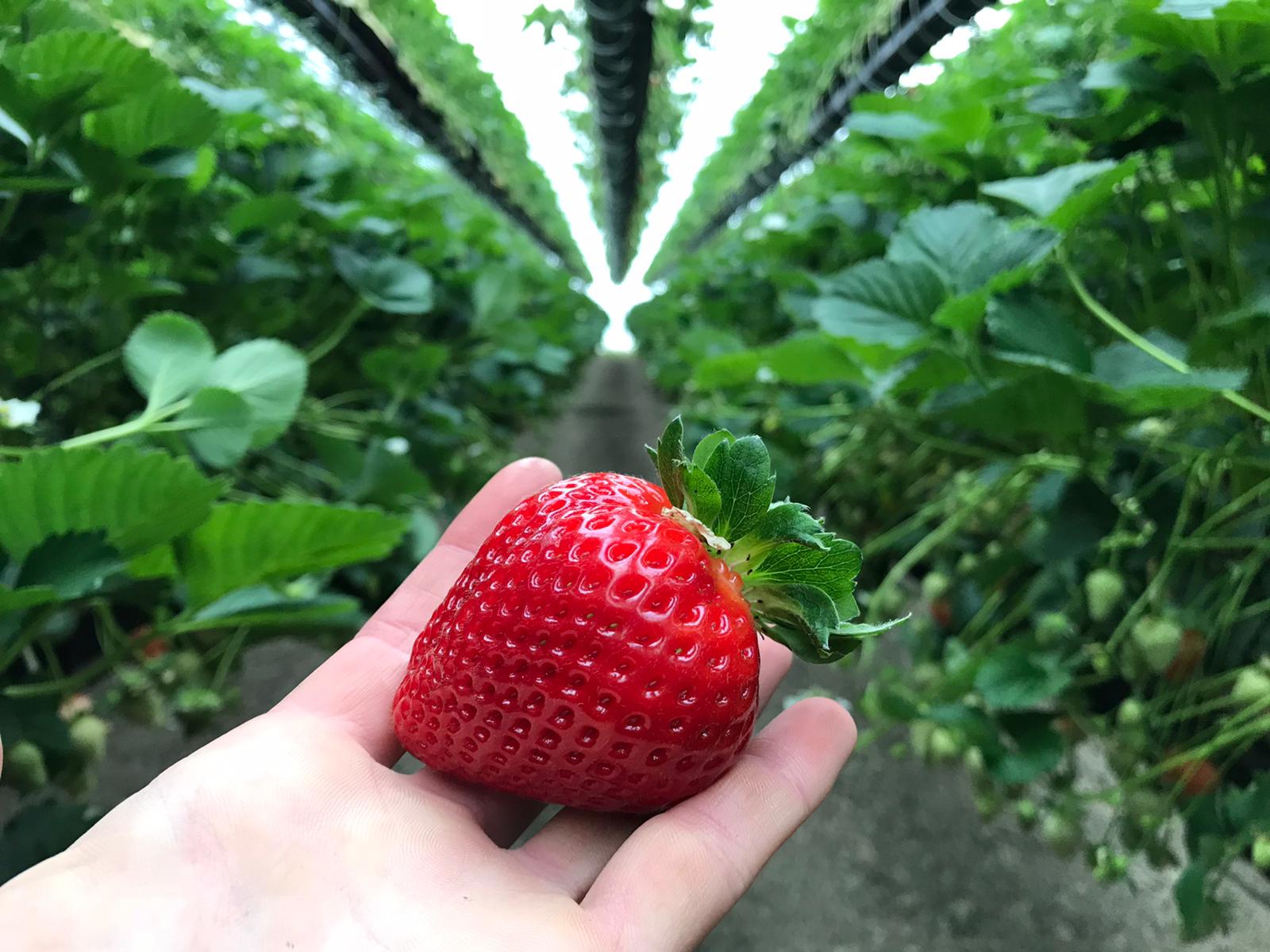 sofia-fragola