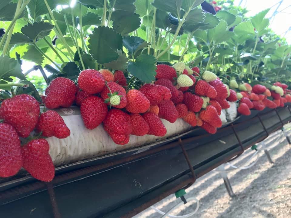 sofia-michieli-fragole