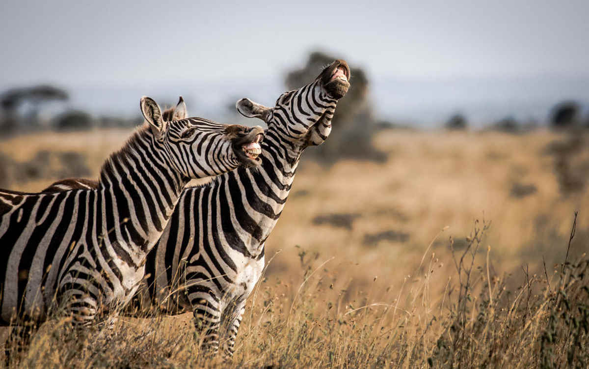 zebre comedy
