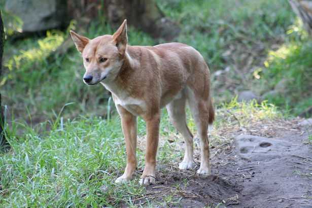 cane dingo australiano