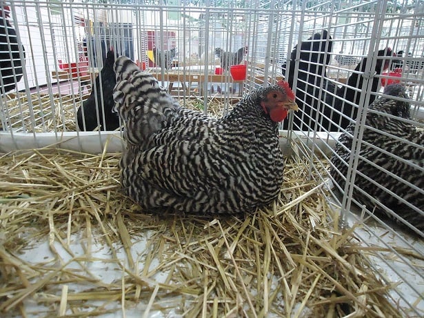 gallina Amrock gallina Amrock