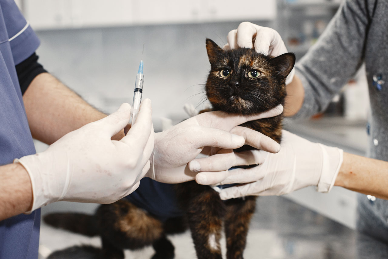 vaccinazione gatto