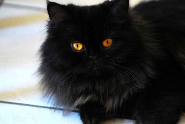 gatto persiano4