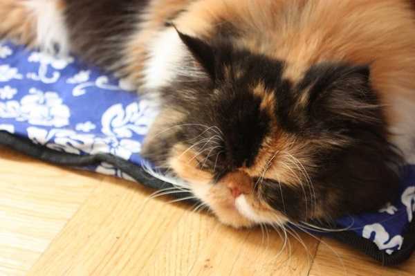 gatto persiano8