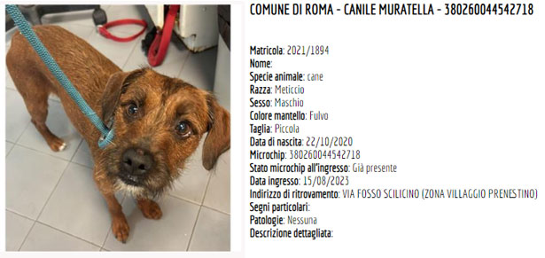 cane da adottare