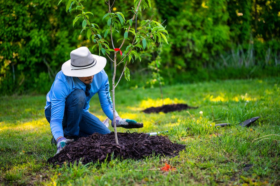 Illustration of a person planting a tree in a garden.