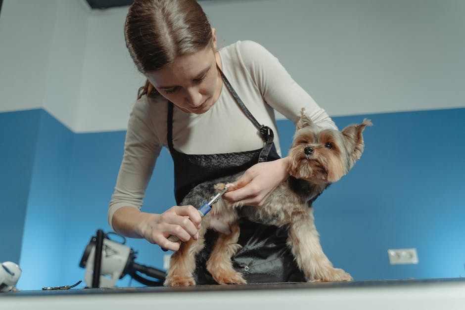Image of a horse being groomed