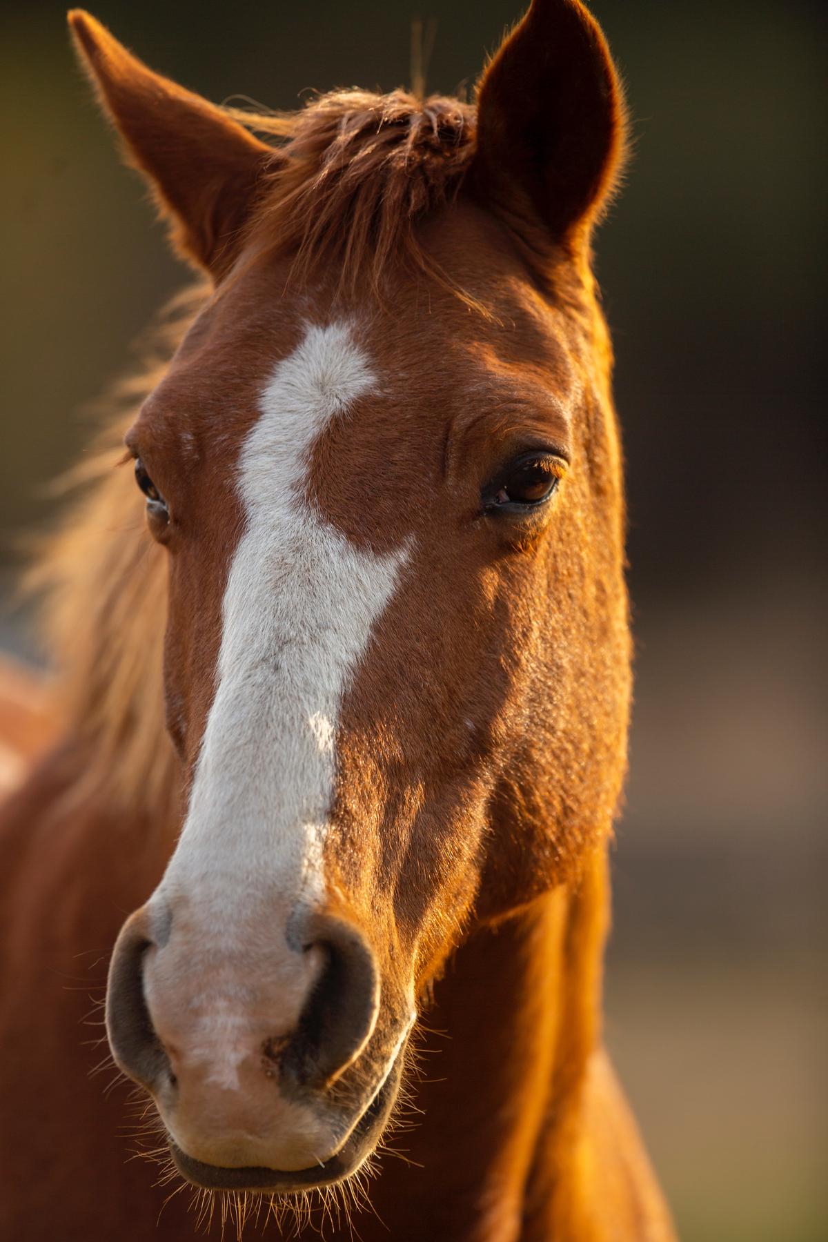 Cavallo in primo piano