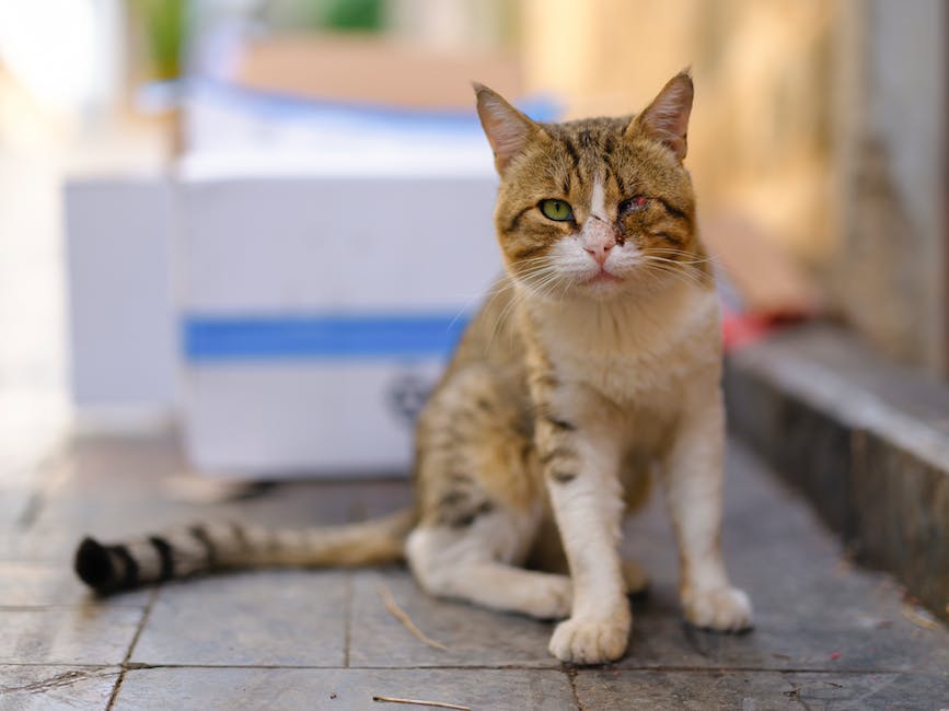 Illustration of a stray animal being taken care of temporarily