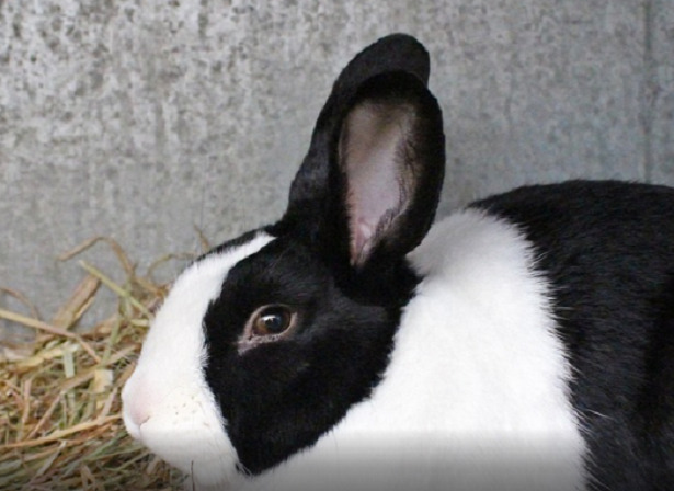 Coniglio Nano Olandese Nero
