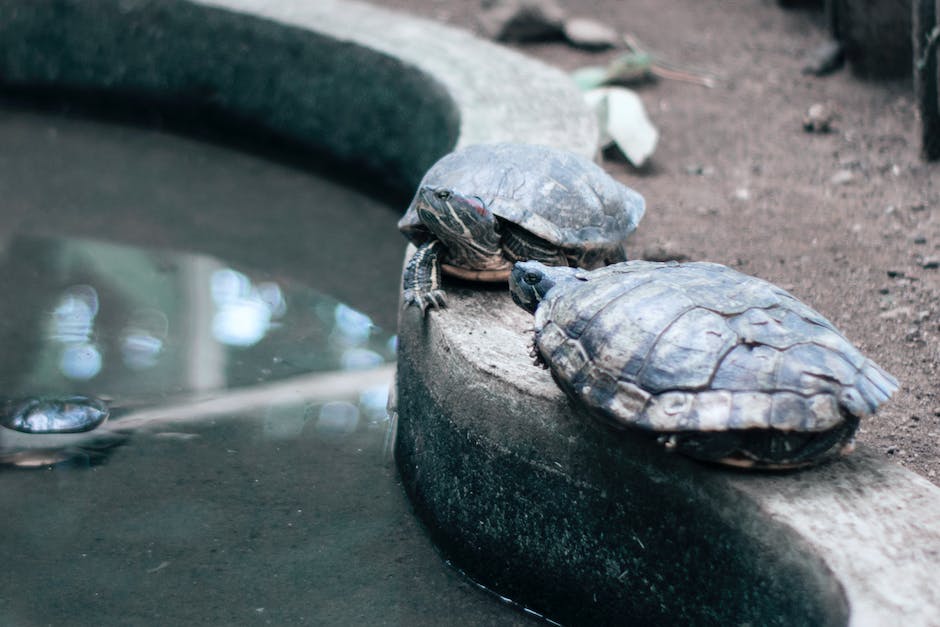 Illustration of interactions between turtles and cats