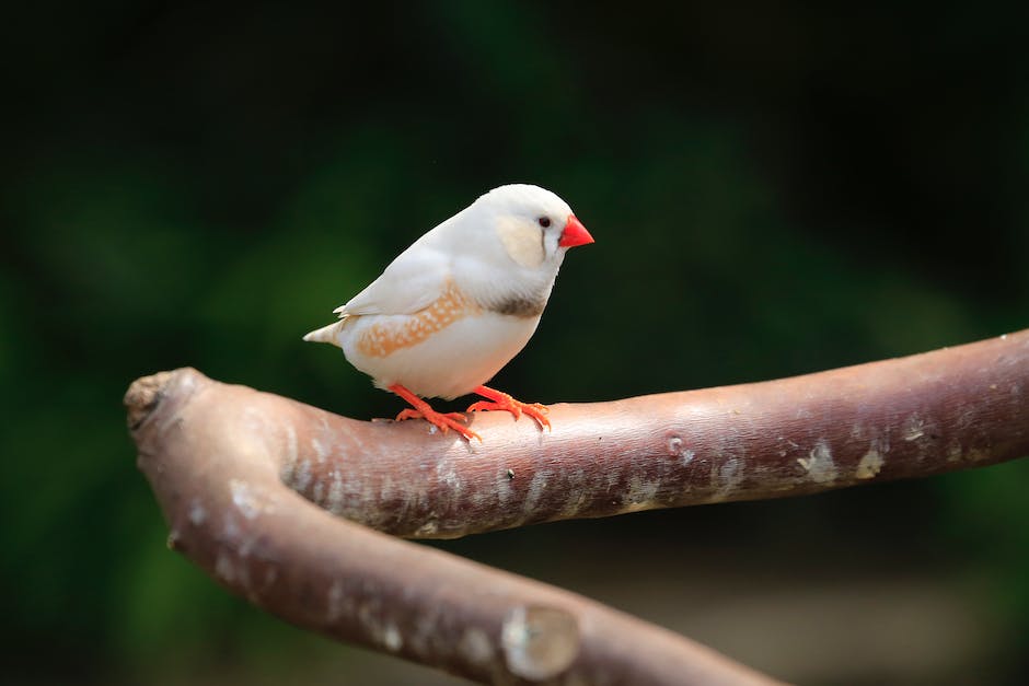 A Zebra Finch perched on a branch.