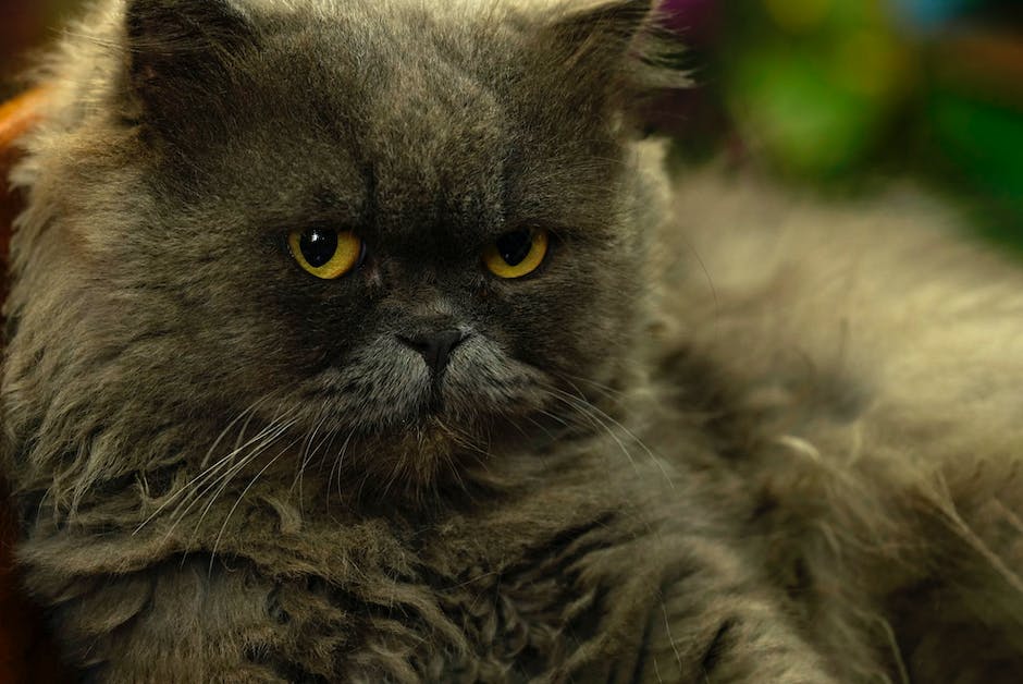 A British Longhair cat with a beautiful long coat and calm expression