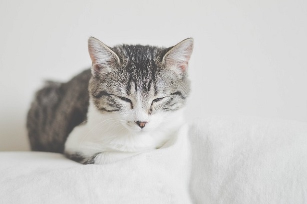 febbre nel gatto