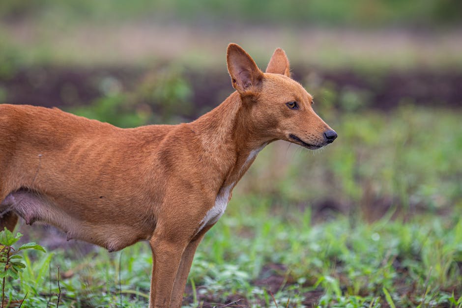 A photo of a Podenco Andaluso