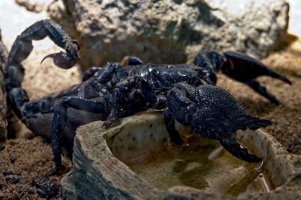 Scorpione italiano