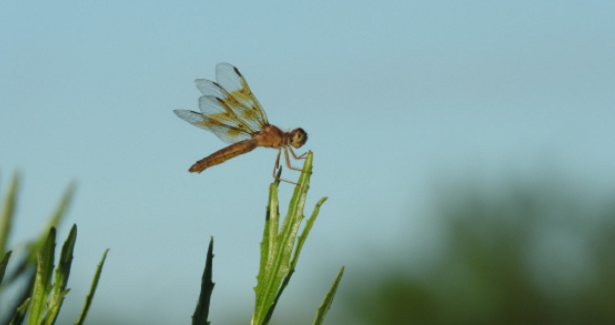 animali da fiume libellula