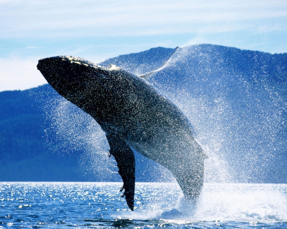 balena che emerge dall'oceano