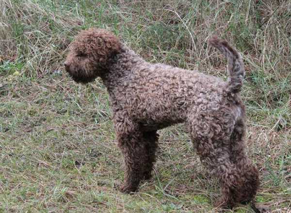 lagotto romagnolo aspetto