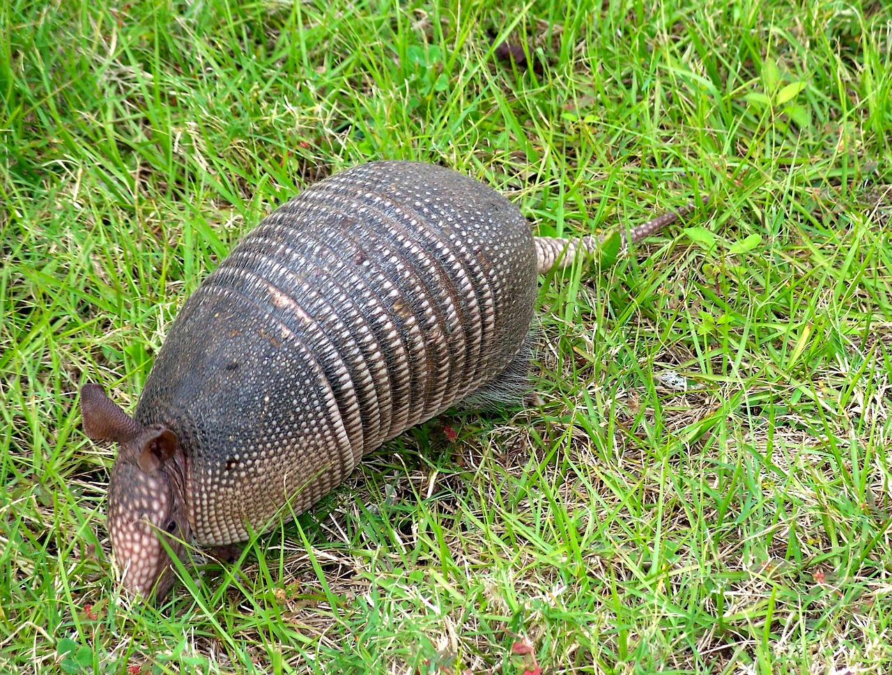 armadillo domestico cammina nel prato
