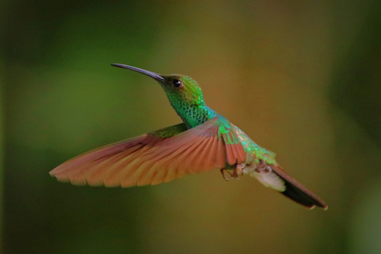il colibri è uno degli uccelli tropicali
