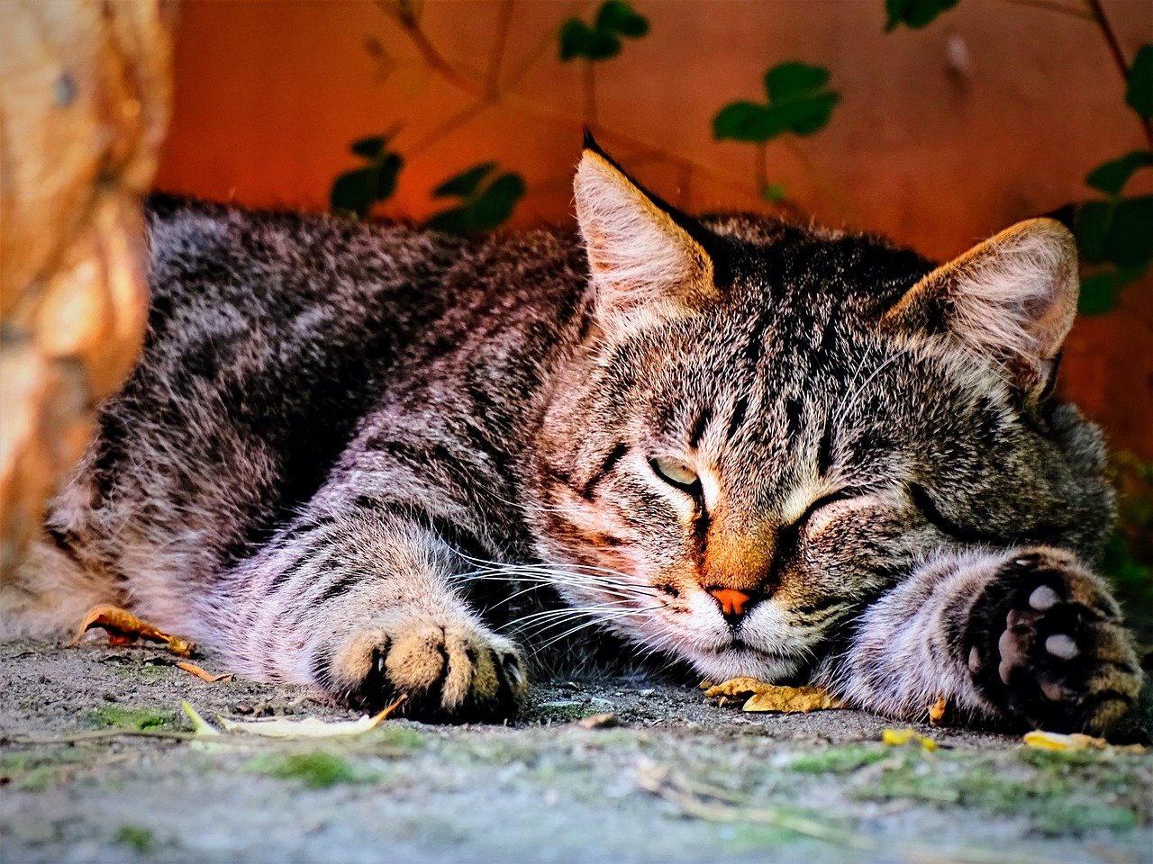 gatto si riposa