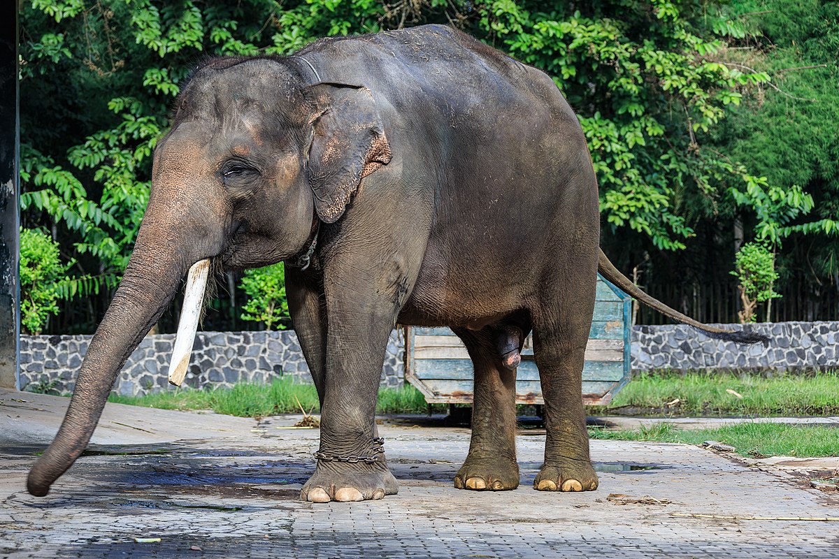 elefante di sumatra