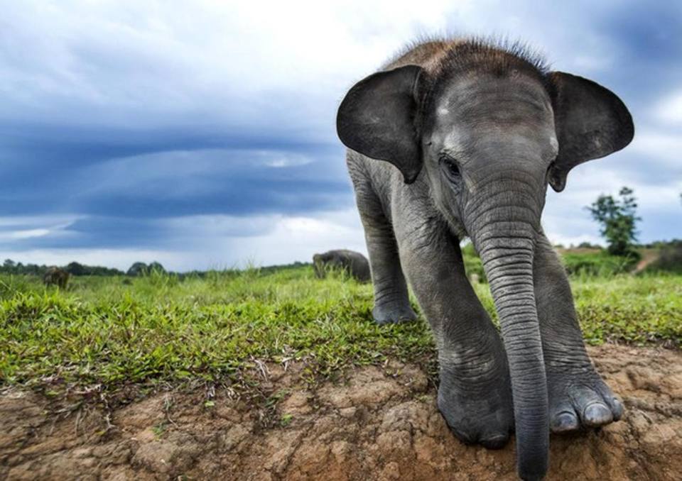 elefante di sumatra