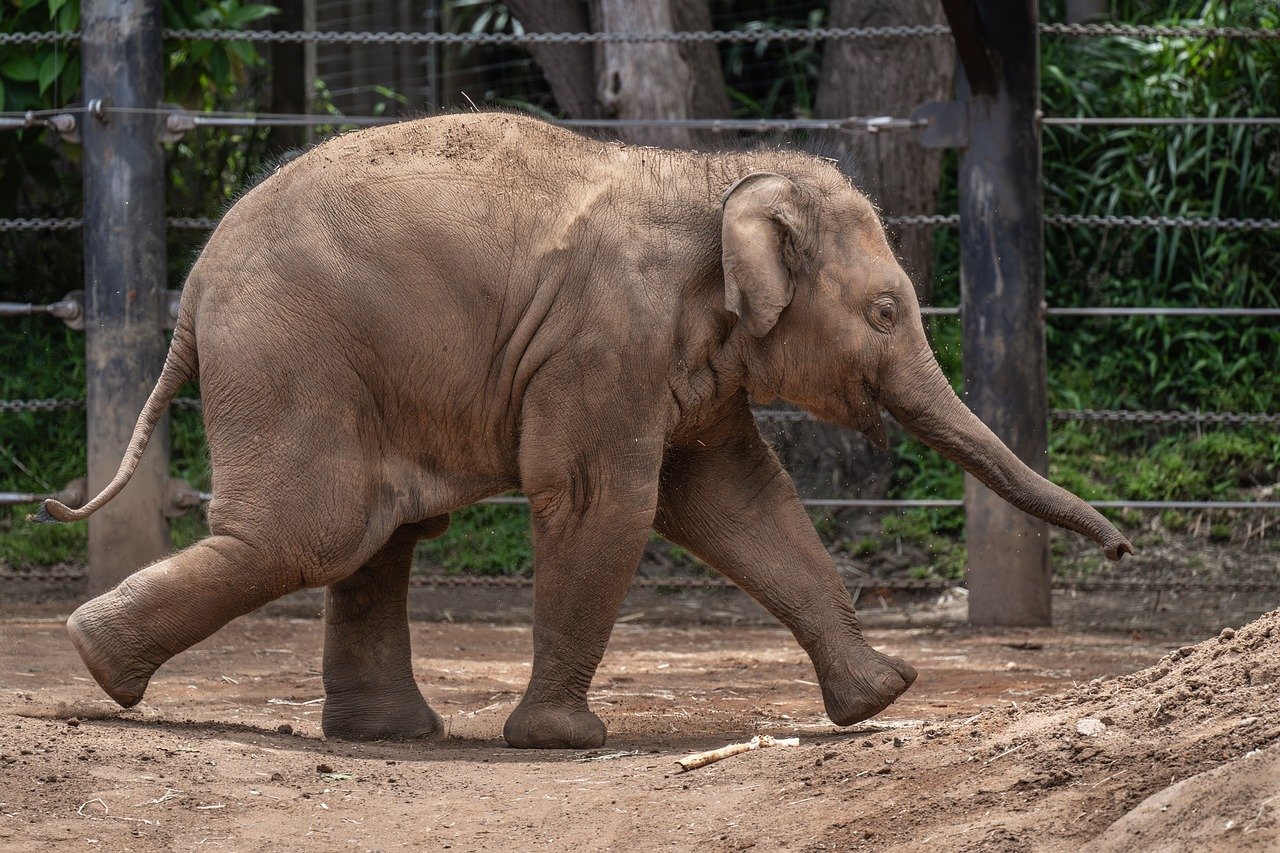 esemplare di elefante asiatico