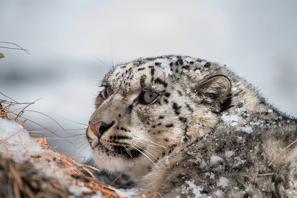 leopardo delle nevi
