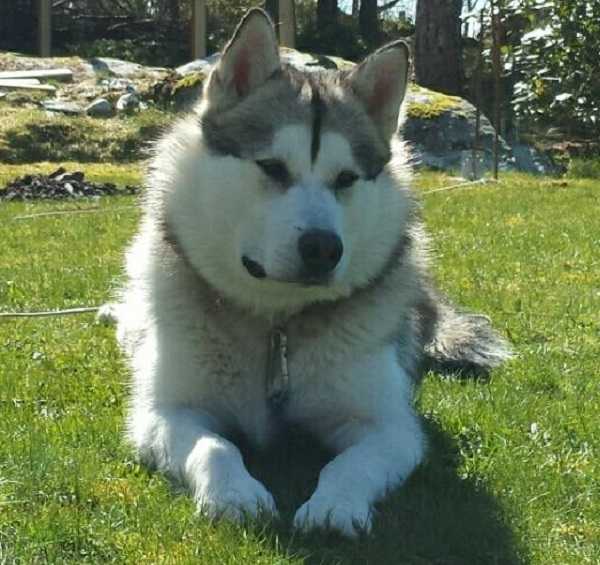 malamute