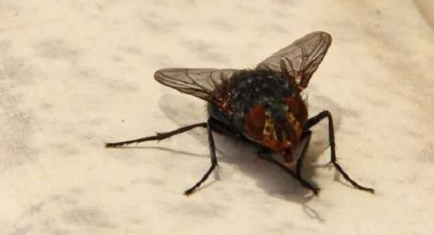 mosca che caammina