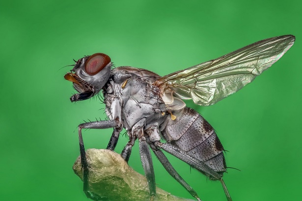 mosca pronta a volare