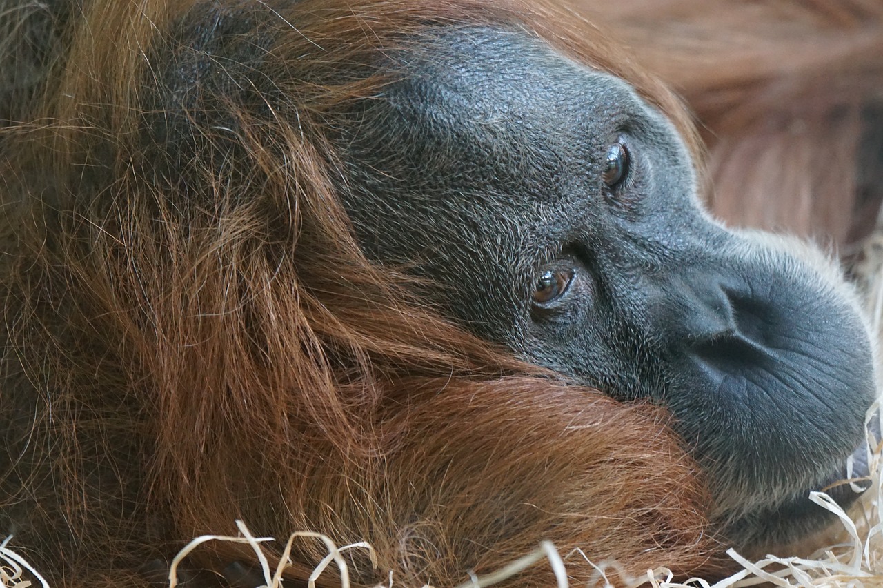 esemplare di orango di sumatra