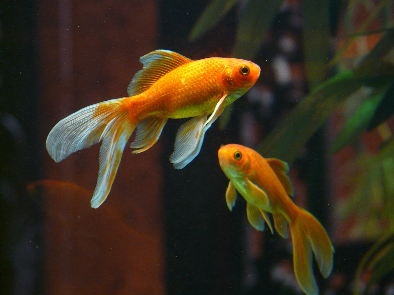 due pesci rossi che nuotano